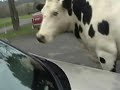 my cow best friend black spot returns to field