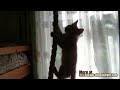 Cheezburger : Kitteh Rope Climb