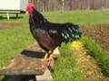 Rhode Island Red Bantam Rooster