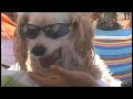 Loews Coronado Bay Resort Surf Dog Competition
