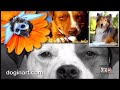 Loews Coronado Bay Resort Surf Dog Competition