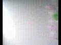 videos de Festa das Annas