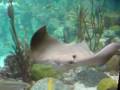 John G. Shedd Aquarium LXIV