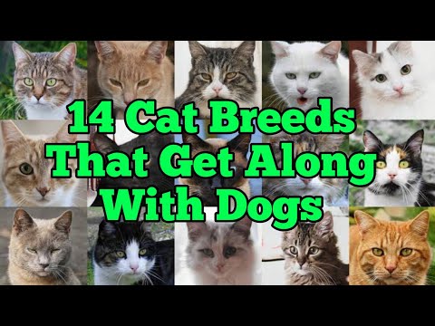14 Cat Breeds That Get Along With Dogs (With Pictures)