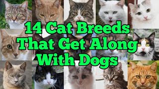 14 Cat Breeds That Get Along With Dogs (With Pictures)