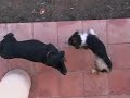 nuevo hogar parte 4