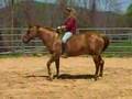 intro to riding horse bareback and bridleless
