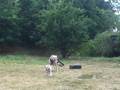 videos de B.O.W.I. Bigi Weight Pull Training
