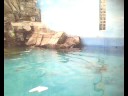 passeio pelo Aquario da Cidade de Santos - SP 