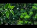 BEAUTIFUL RAIN RAINING SCENERY & NETURE V ..