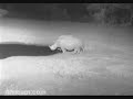 Africam.com