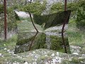 Gralles de bec groc