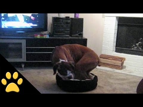 Big Dog In A Little Bed