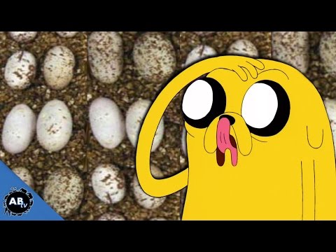 YouTube reptile video