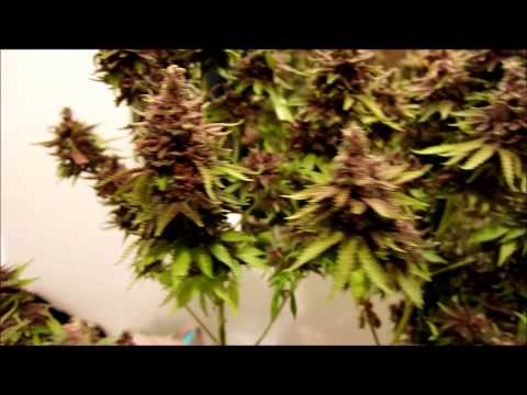 how to grow kens gdp