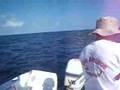 Kingfish Madness In NKL