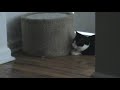 Hyper Kitten