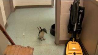 Cookie the Baby Penguin