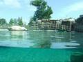 ZOO Opole- Uchatka kalifornijska