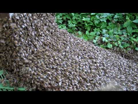 Einlauf