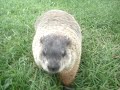 marmotte