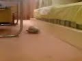 Rabbit Sleeps Rabbit Sleeps