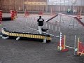 Hippi, pieni agilitykoiran alku Hippi, pieni agilitykoiran alku
