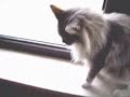 catfight