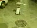 ligre skater
