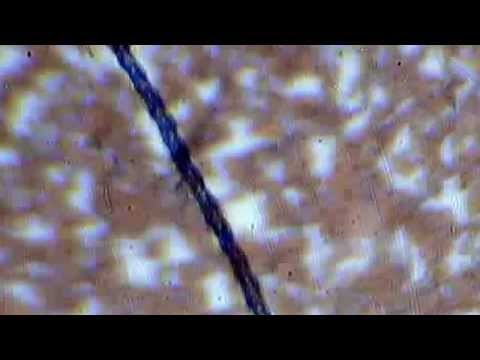 how to isolate cyanobacteria from soil