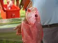 Burdekin brimming with barra Burdekin brimming with barra