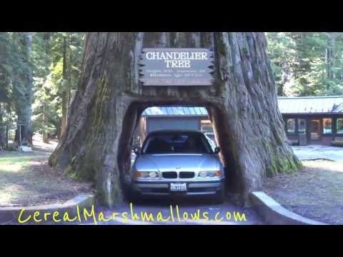 Chandelier Drive Thru Tree