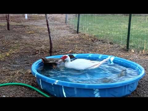 how to care for khaki campbell ducklings