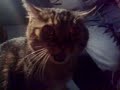 Max the coolest angriest cat on the planet Max the coolest angriest cat on the planet