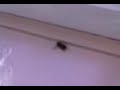 WASPBEE