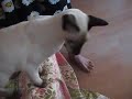 Minkus the Siamese eating Banana