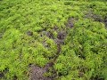 Kauai Zip 1