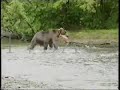 Brown Bear