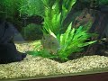 Red Striped Eartheater cichlid (Geophagus surinamensis)