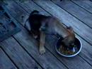 Puppy eating