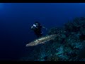 Nurse Shark Adventure 2009