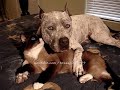 PitBull and Cat  - Nobody Wanna See Us Together!