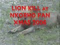 lion kill at nkorho pan xmas 2006 part 2 of 3