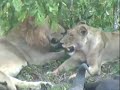 Lion Kill at NKORHO PAN Xmas 2006 Part-2 of 3