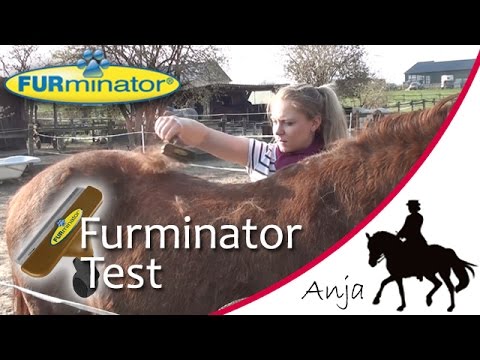 Ich teste den FURminator an Solido & Bella!