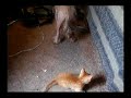 My Chinese Crested Hairless with Munchkin Kittens My Chinese Crested Hairless with Munchkin Kittens