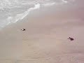 Baby turtles going back to the sea