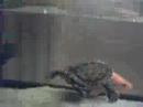 tartaruga-suicida2turtle-fly-2.html