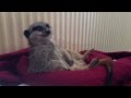 Video: Sleepy Meerkat Tries To Stay Awake