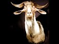 Val Doonican - Paddy McGlnty's Goat